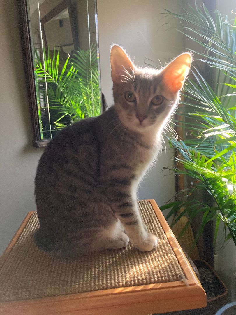 LUIGI, a Adoptable mixed breed in Watkinsville, GA image 4/6