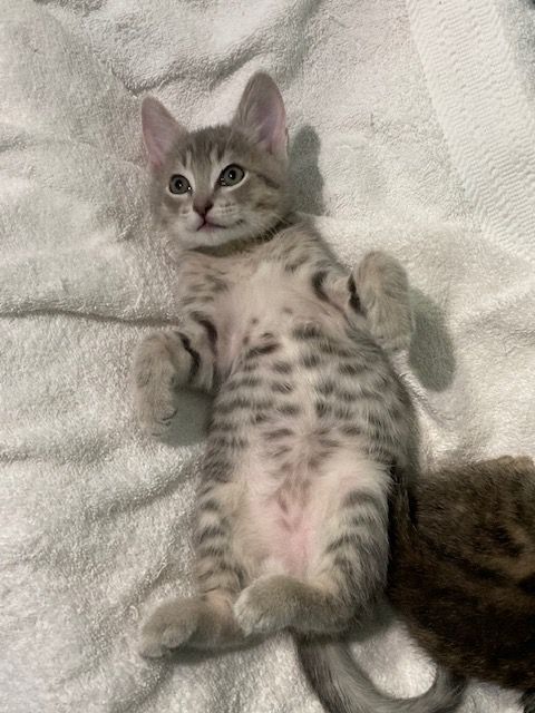 LUIGI, a Adoptable mixed breed in Watkinsville, GA image 5/6