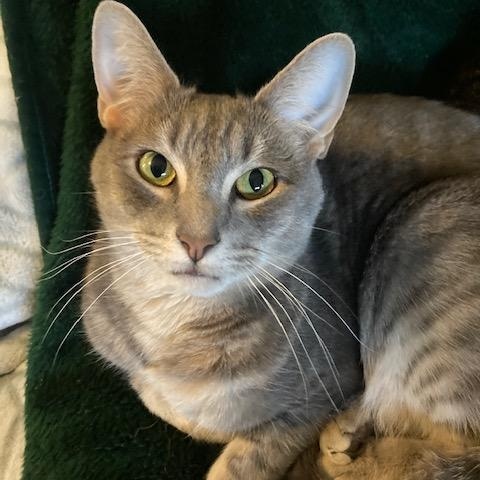 Enlarge LUIGI, a Adoptable mixed breed in Watkinsville, GA image 1/5