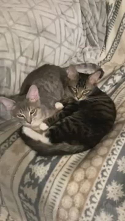 Enlarge LUIGI, a Adoptable mixed breed in Watkinsville, GA video 6/6