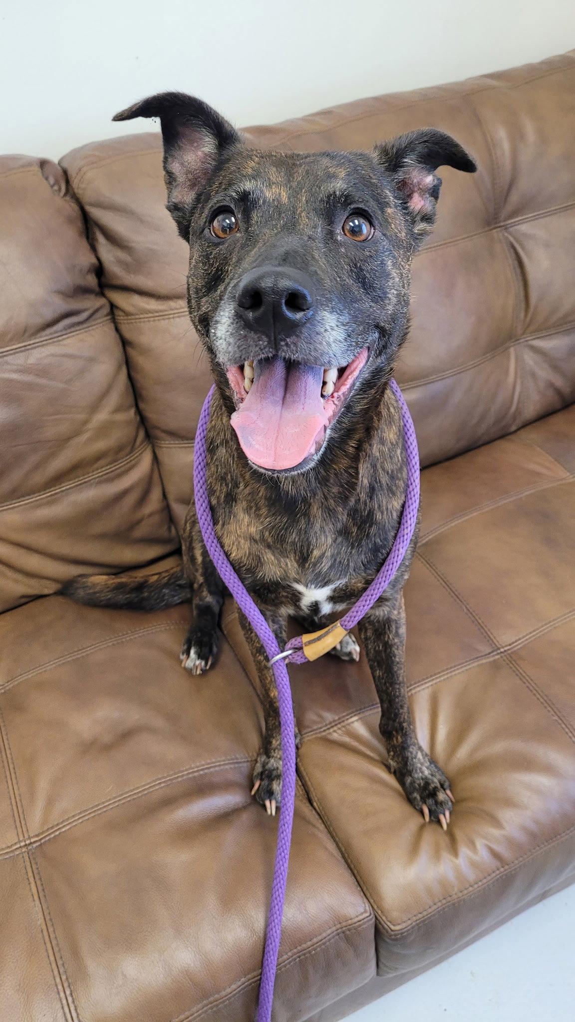 Evie, Adoptable, Adult Female Dutch Shepherd.
