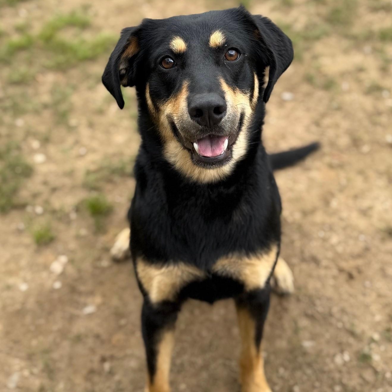 Ellie, ADOPTABLE, Adult Female Shepherd.