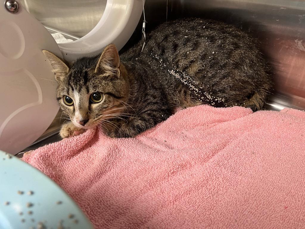 Enlarge TNR 26-15, a Adoptable mixed breed in Noble, OK image 1/3