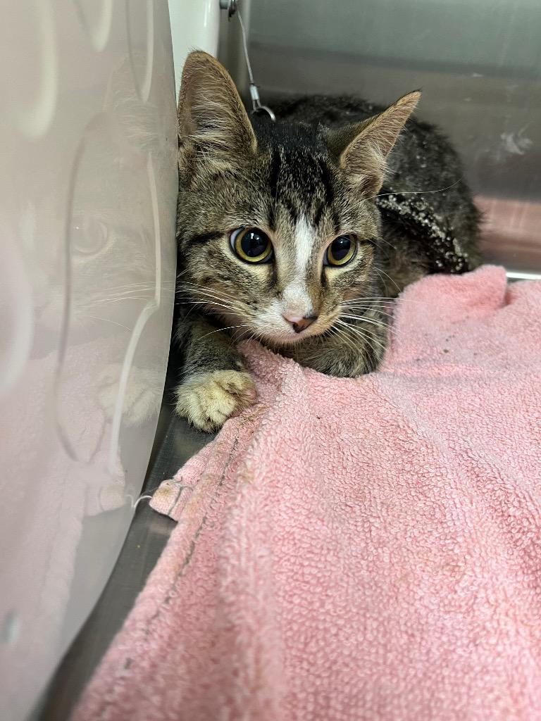 Enlarge TNR 26-15, a Adoptable mixed breed in Noble, OK image 3/3