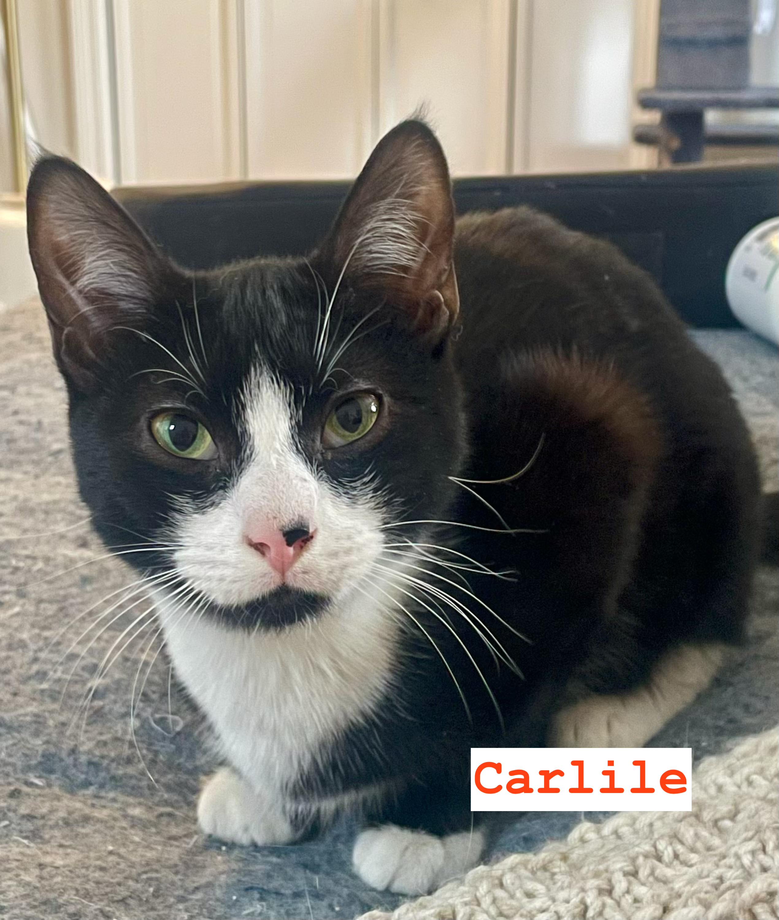 Avett & Carlile (Bonded Brothers), a ADOPTABLE Domestic Short Hair in New Britain, CT image 5/6