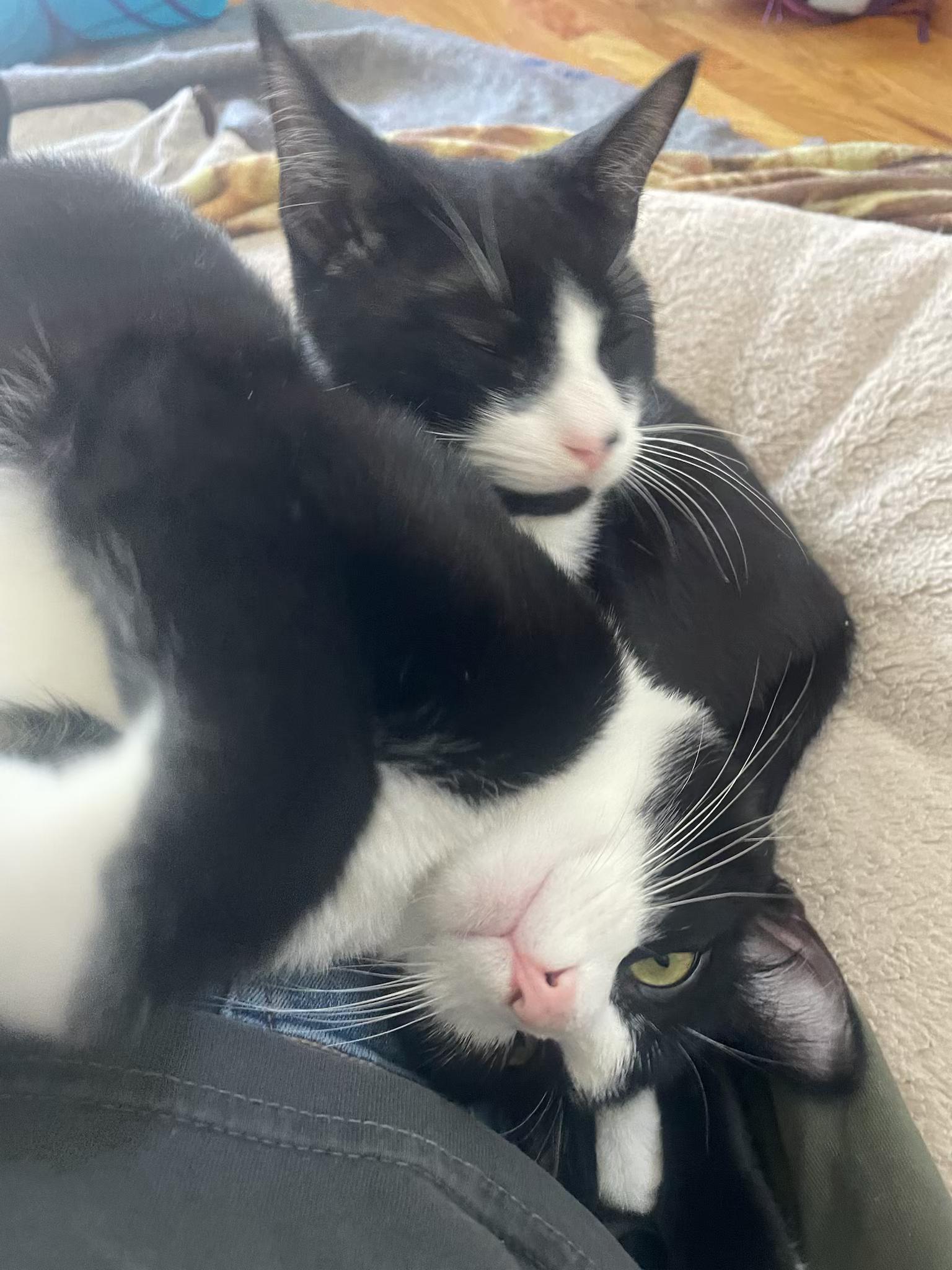 Avett & Carlile (Bonded Brothers), a ADOPTABLE Domestic Short Hair in New Britain, CT image 1/6
