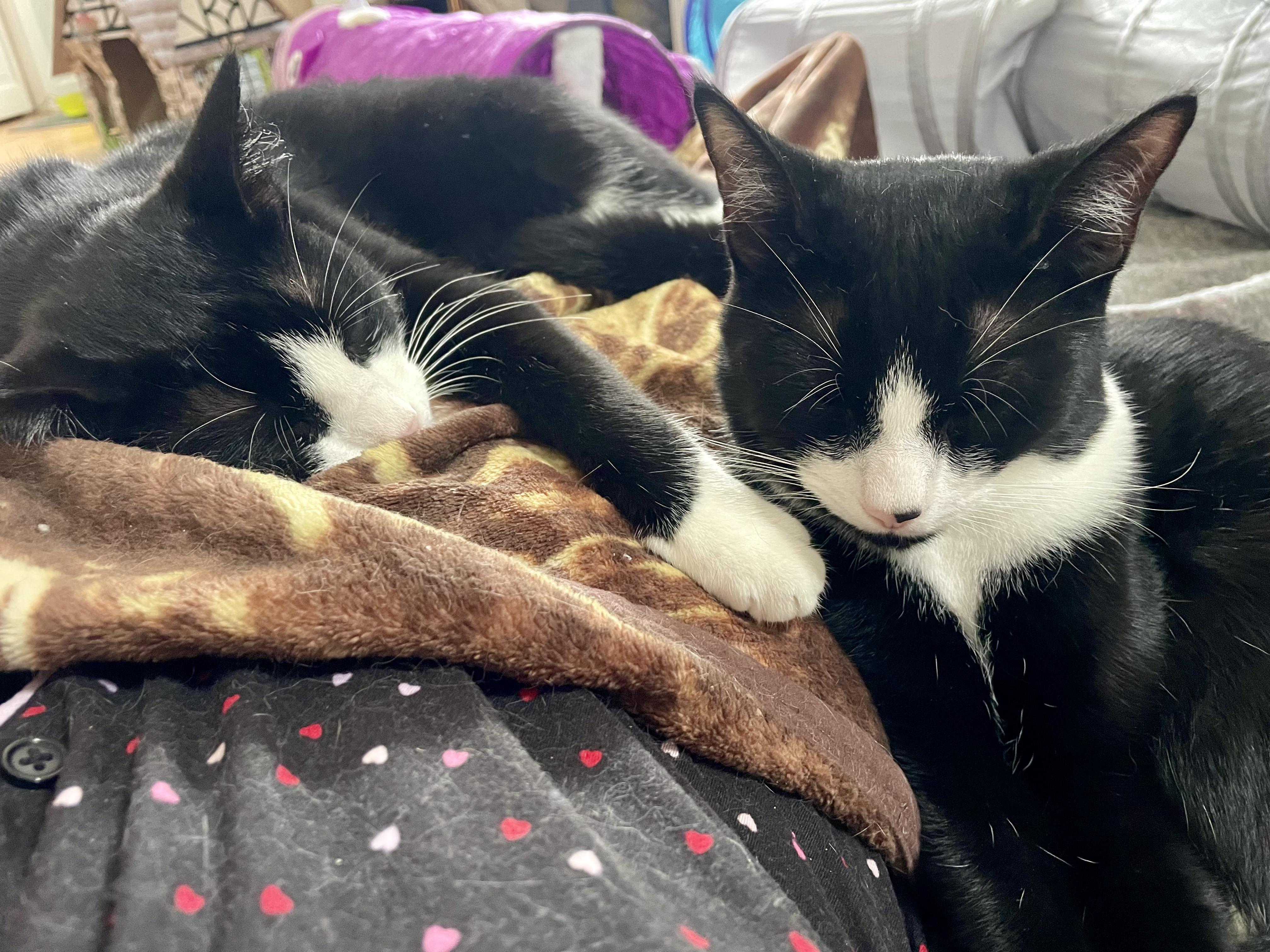 Avett & Carlile (Bonded Brothers), a ADOPTABLE Domestic Short Hair in New Britain, CT image 2/6