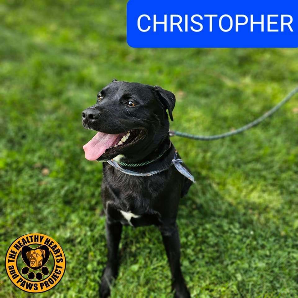 Enlarge Christopher, an adoptable Labrador Retriever in Warren, OH image 2/2