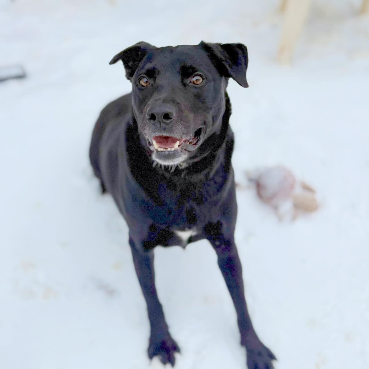 Christopher, adoptable, Adult Male Labrador Retriever.