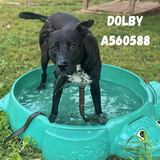 Enlarge DOLBY, a Adoptable mixed breed in Huntsville, AL image 1/1