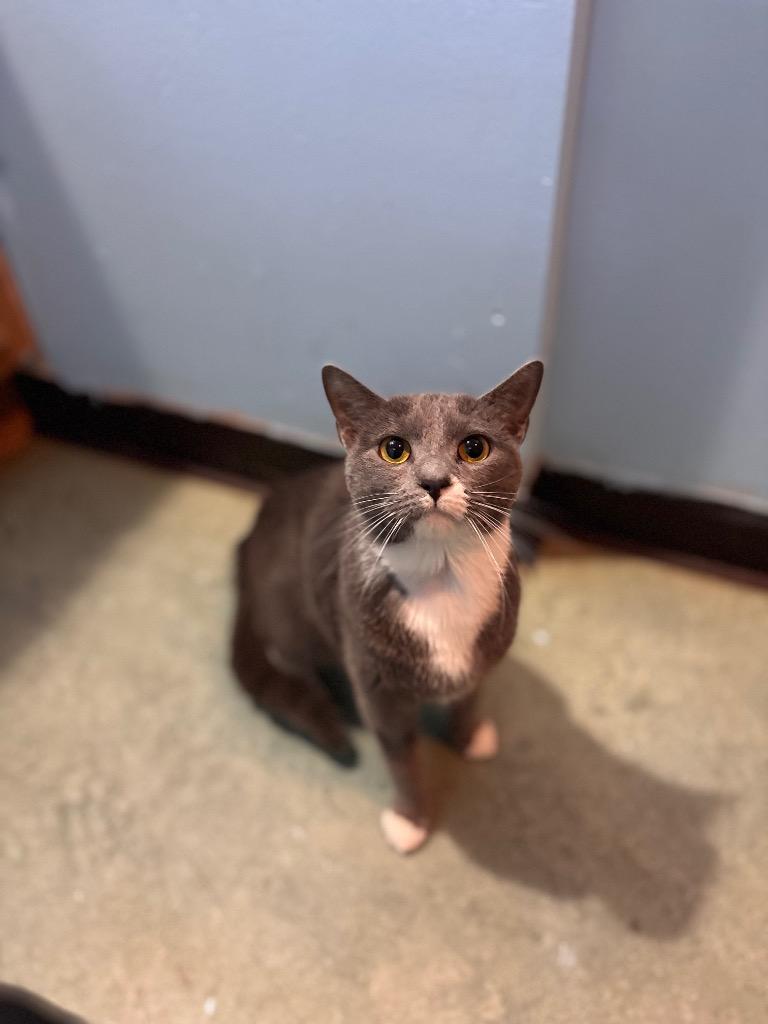 Roxy, Adoptable, Young Female Domestic Short Hair.