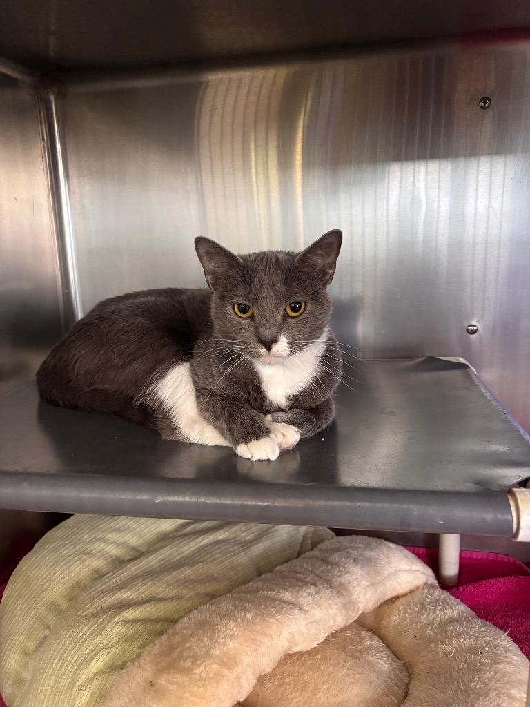 Enlarge Roxy, a Adoptable mixed breed in Port Jervis, NY image 2/2