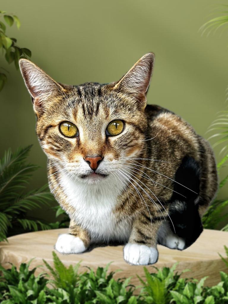 Enlarge Liam, a Adoptable mixed breed in Seagoville, TX image 1/4