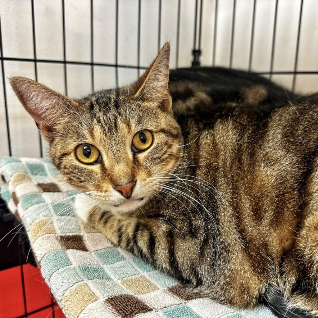 Enlarge Liam, a Adoptable mixed breed in Seagoville, TX image 2/4