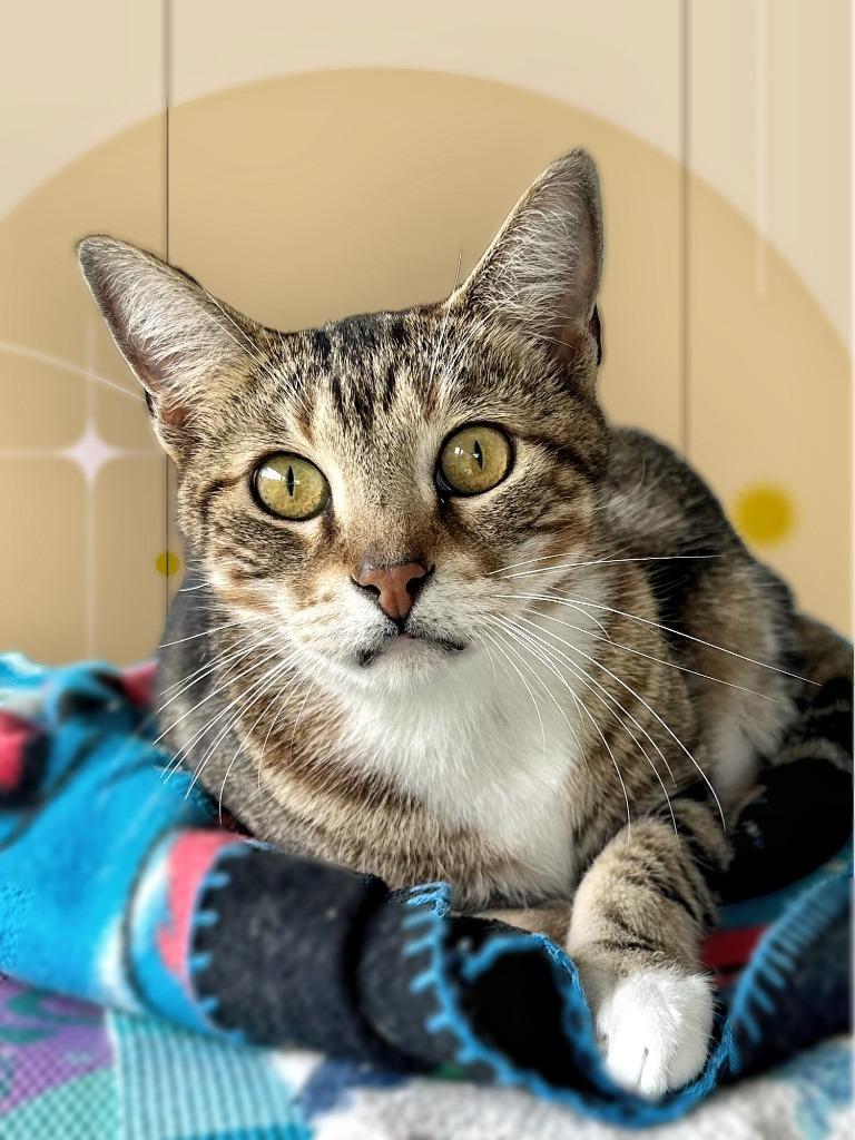 Enlarge Liam, a Adoptable mixed breed in Seagoville, TX image 3/4