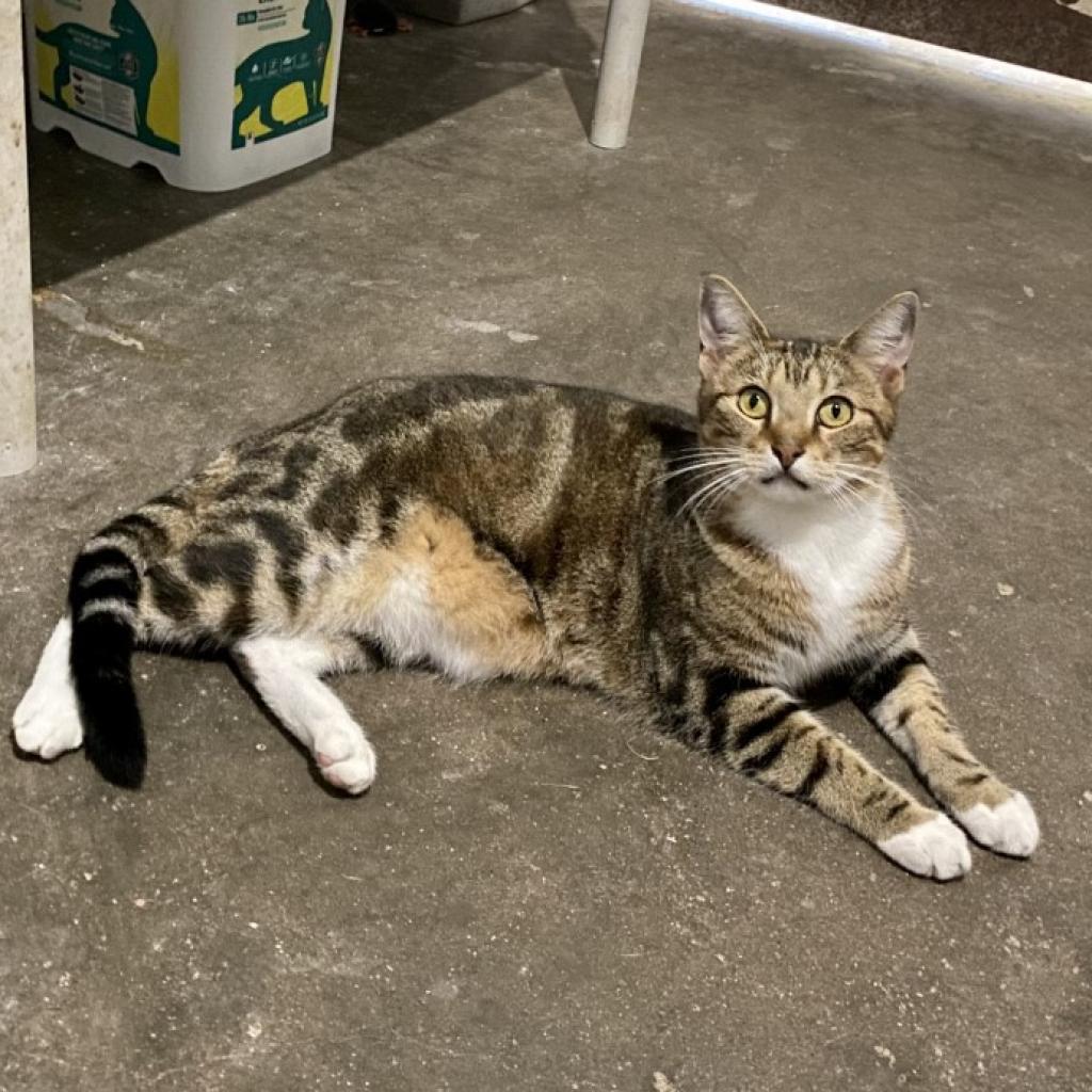 Enlarge Liam, a Adoptable mixed breed in Seagoville, TX image 4/4