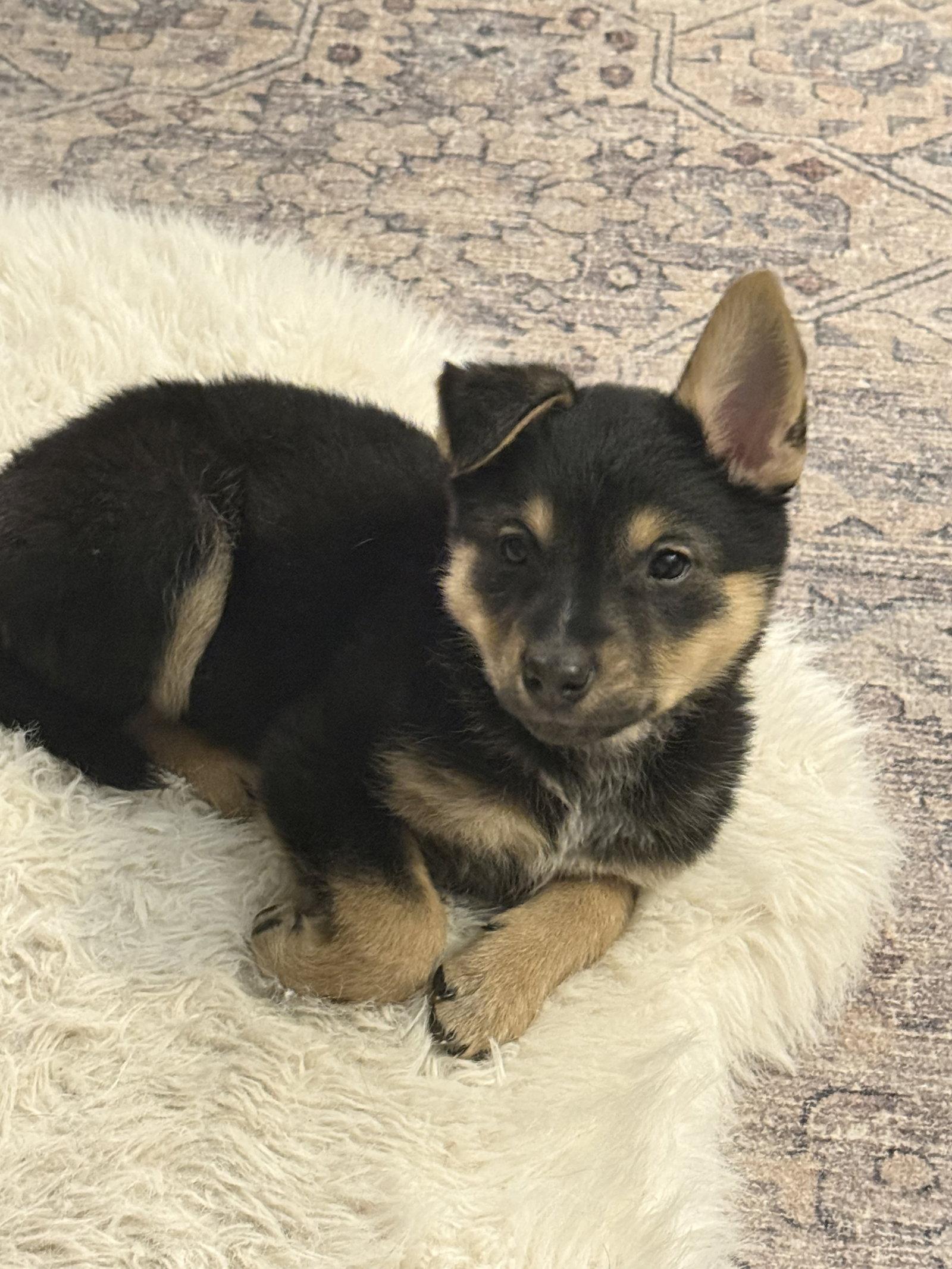 Eclipse, Adoptable, Puppy Female Australian Cattle Dog / Blue Heeler.