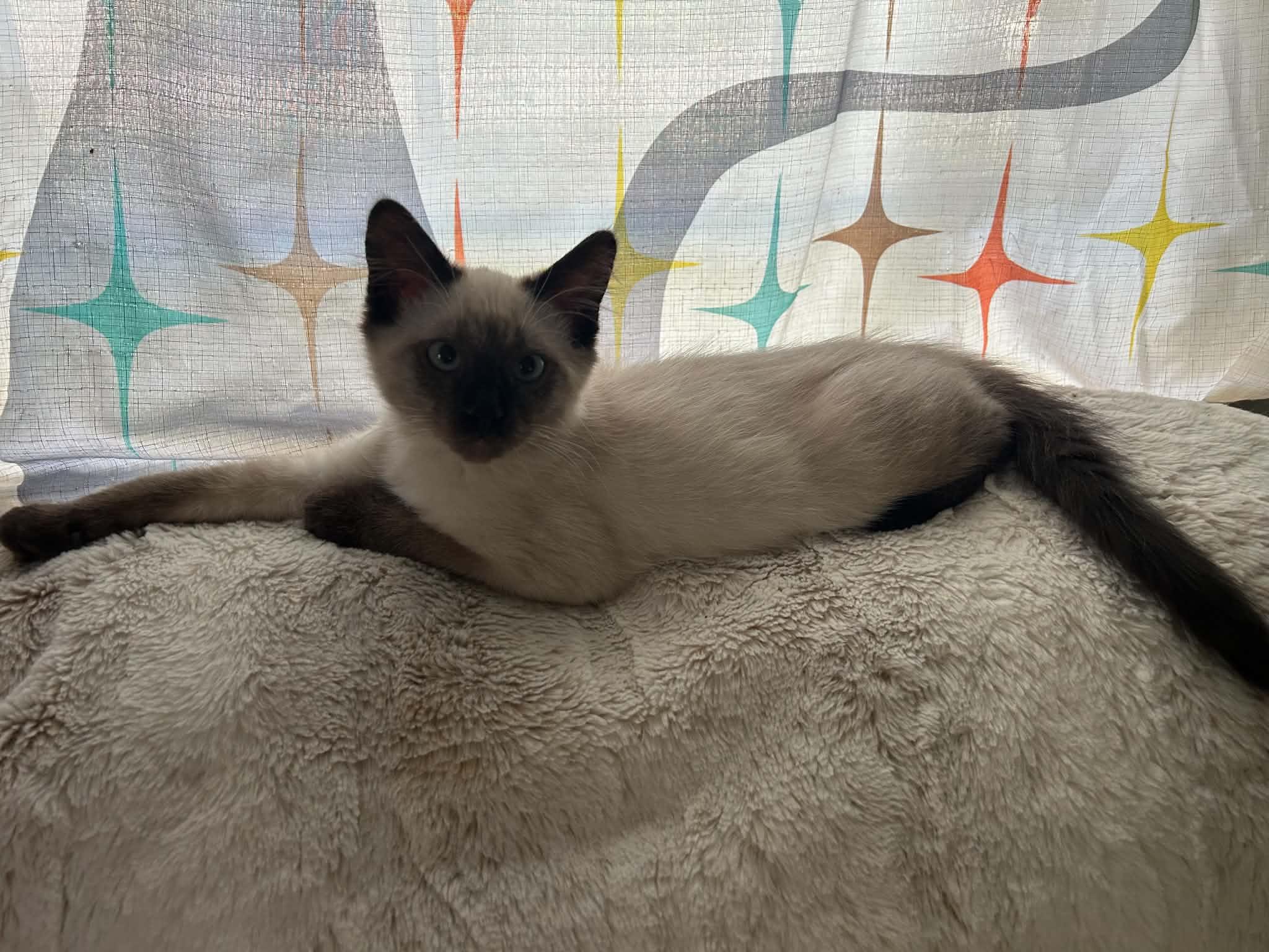 Zeppy, an adopted Siamese in Fairborn, OH image 2/2