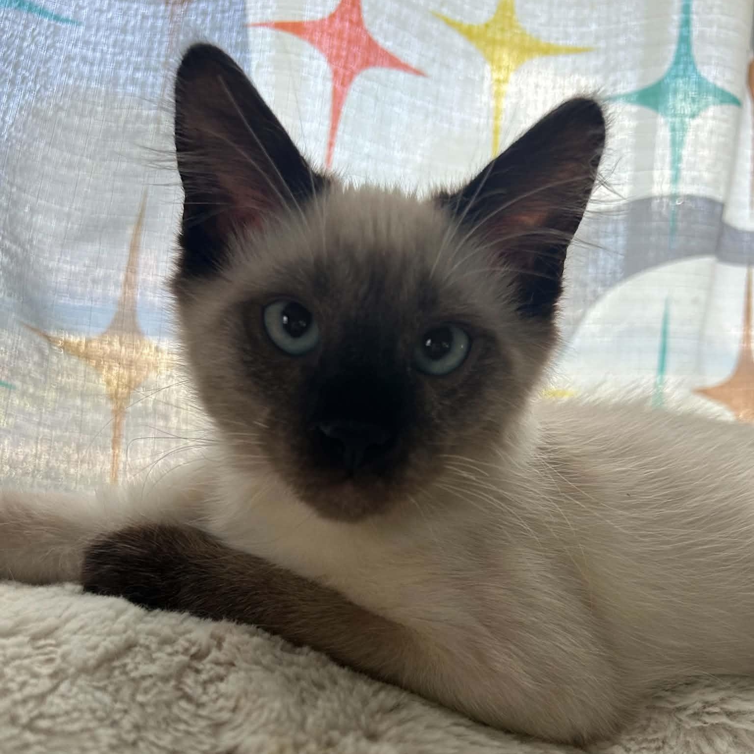 Zeppy, adopted, Kitten Male Siamese.