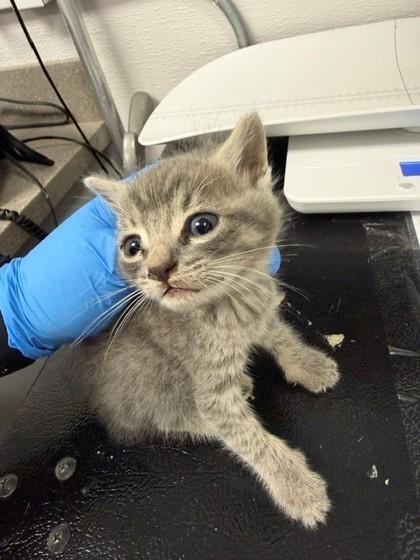 Kitten 1 photo