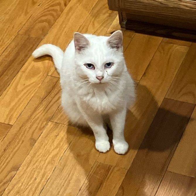 SNOWBALL BLANCHE *BEAUTIFUL SWEET BURRITO*