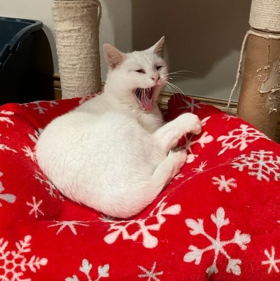 SNOWBALL BLANCHE *BEAUTIFUL SWEET BURRITO* 2