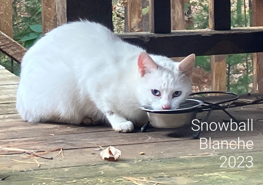 SNOWBALL BLANCHE *BEAUTIFUL SWEET BURRITO* 3