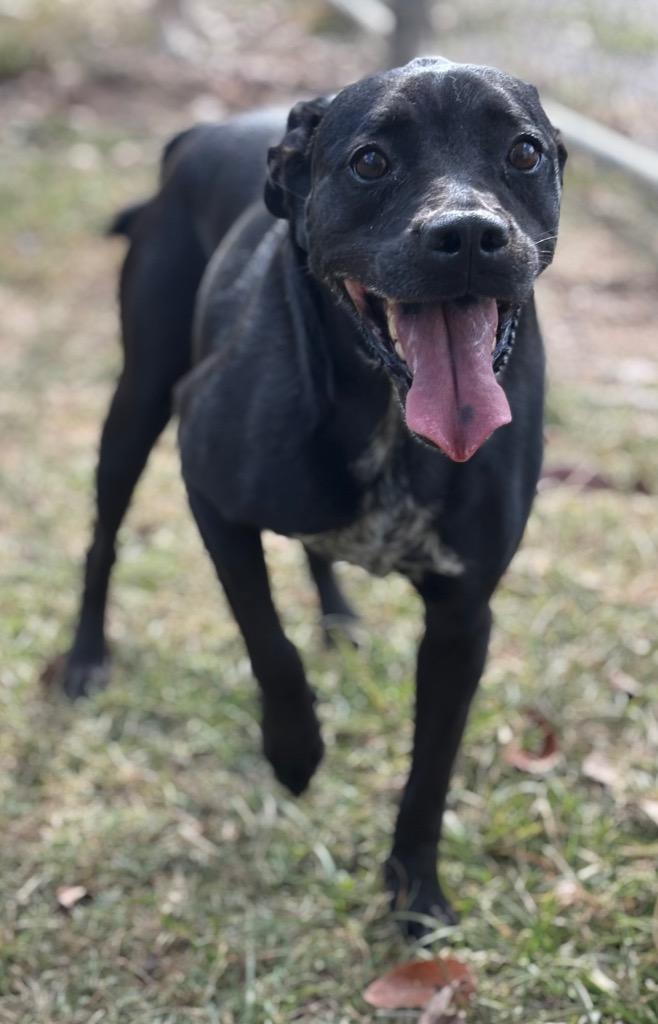 Patricia, Adoptable, Adult Female Australian Cattle Dog / Blue Heeler & Mixed Breed.