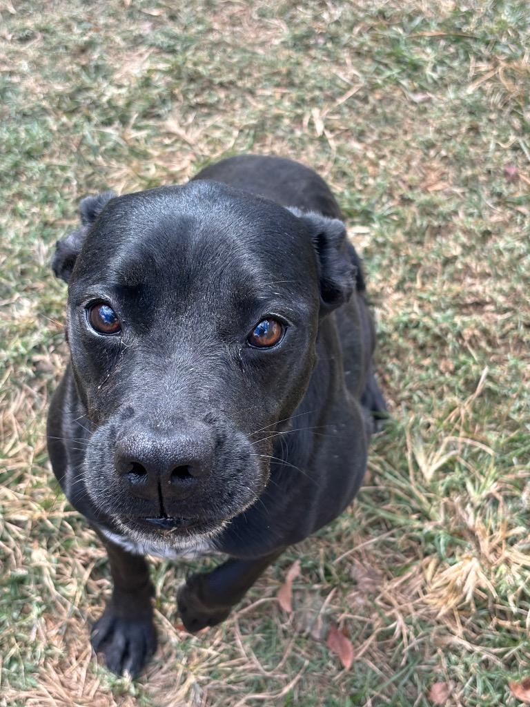 Enlarge Patricia, a Adoptable mixed breed in Seven Points, TX image 3/3