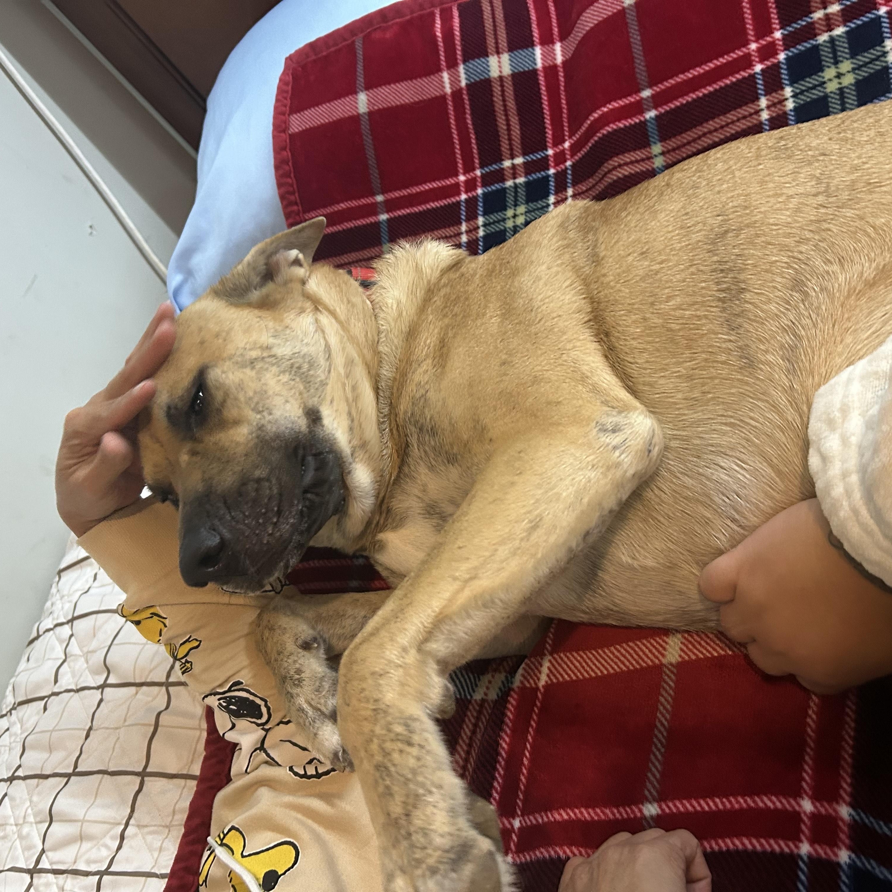 Tiger — thumbnail 4