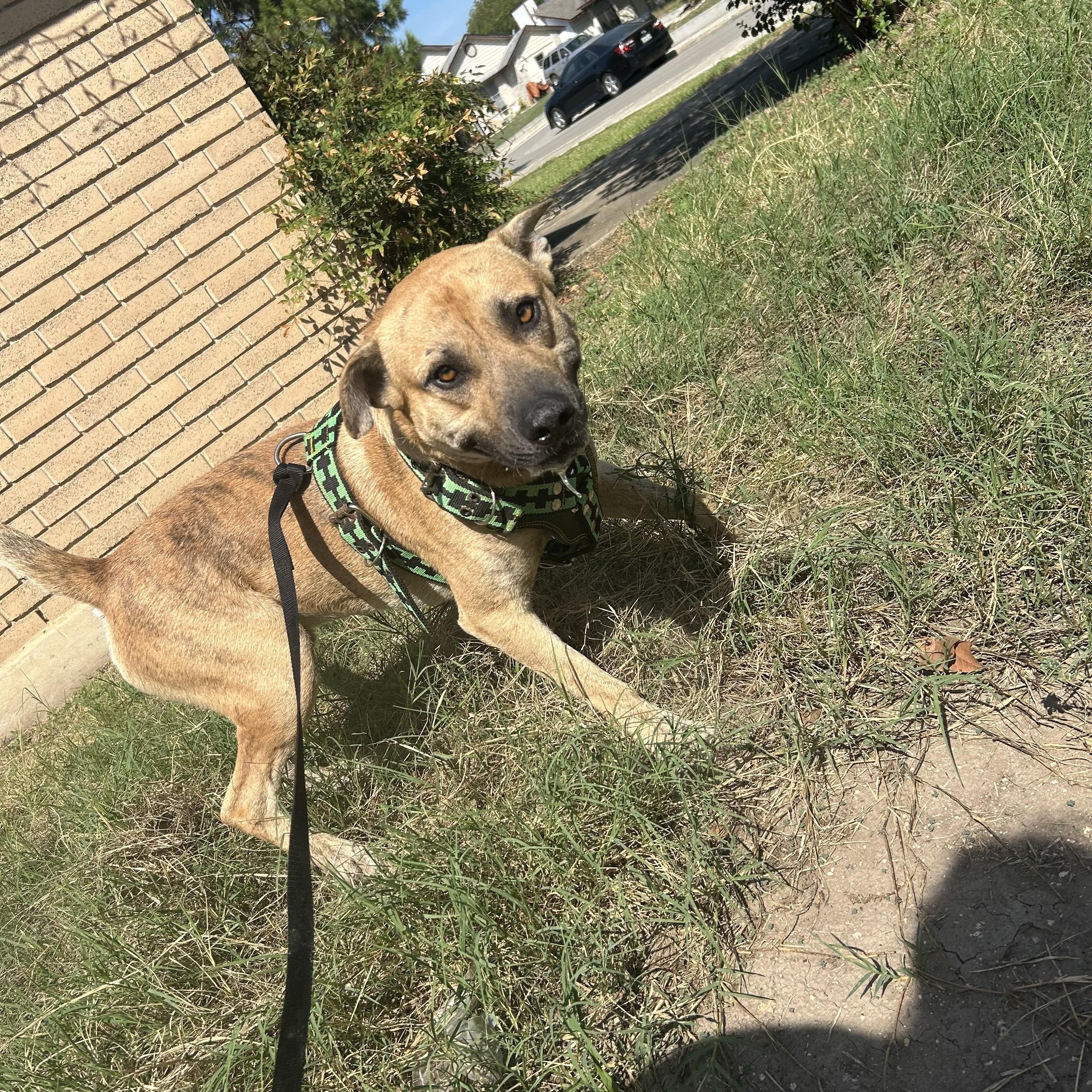 Tiger — thumbnail 5