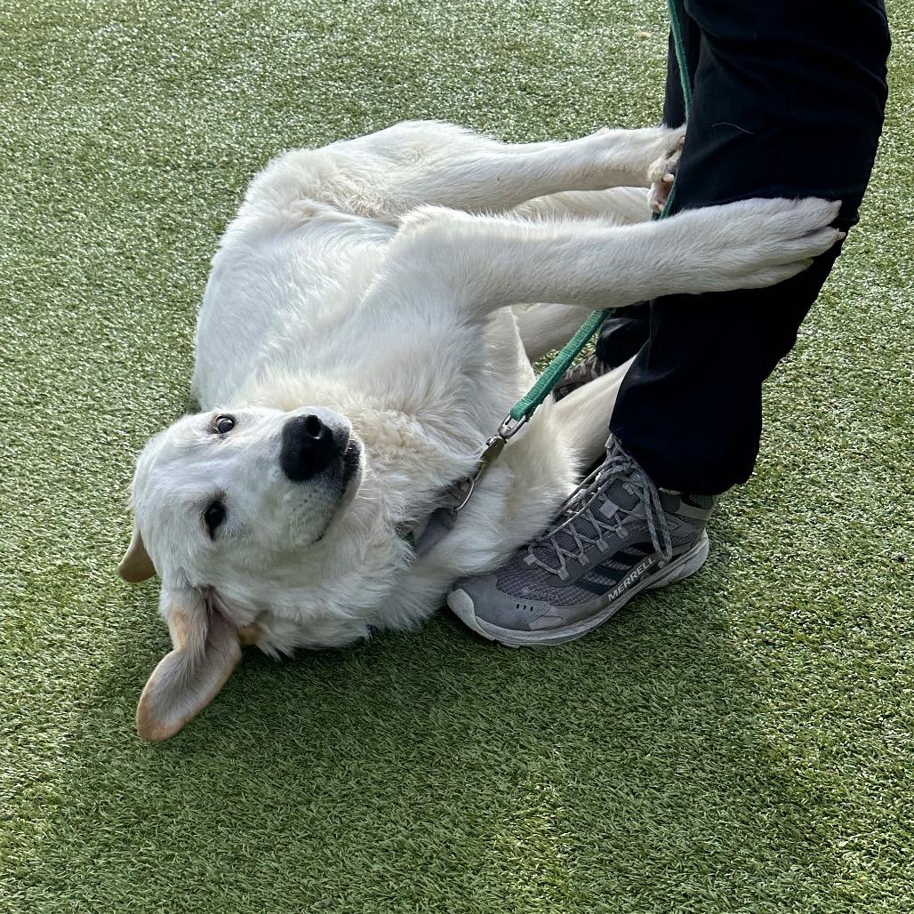 Misty, Adoptable, Young Female Mixed Breed.