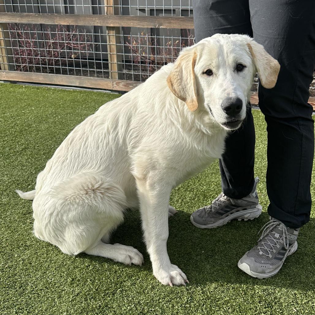 Misty, a Adoptable Mixed Breed in Hailey, ID image 2/6