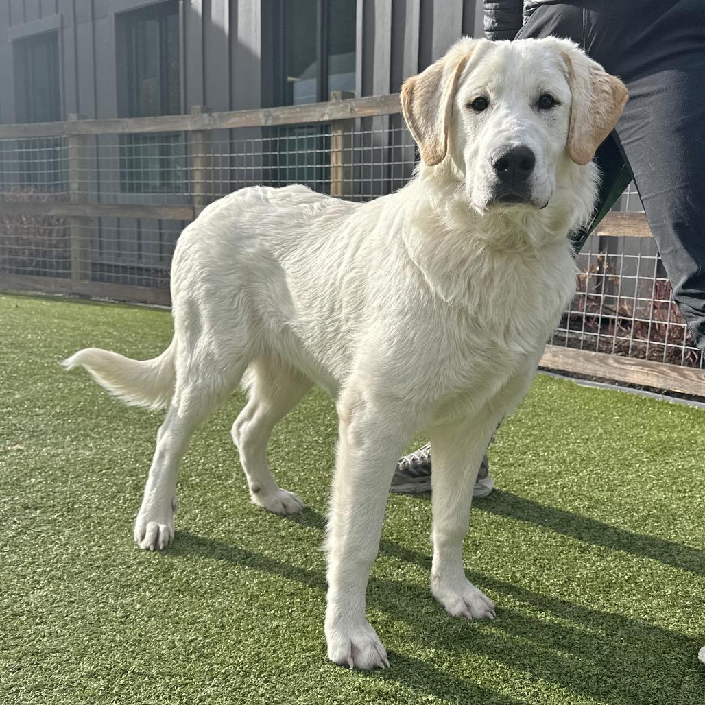 Misty, a Adoptable Mixed Breed in Hailey, ID image 3/6