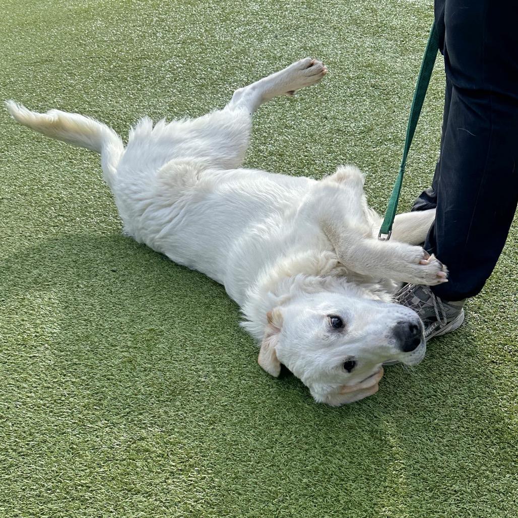 Misty, a Adoptable Mixed Breed in Hailey, ID image 4/6