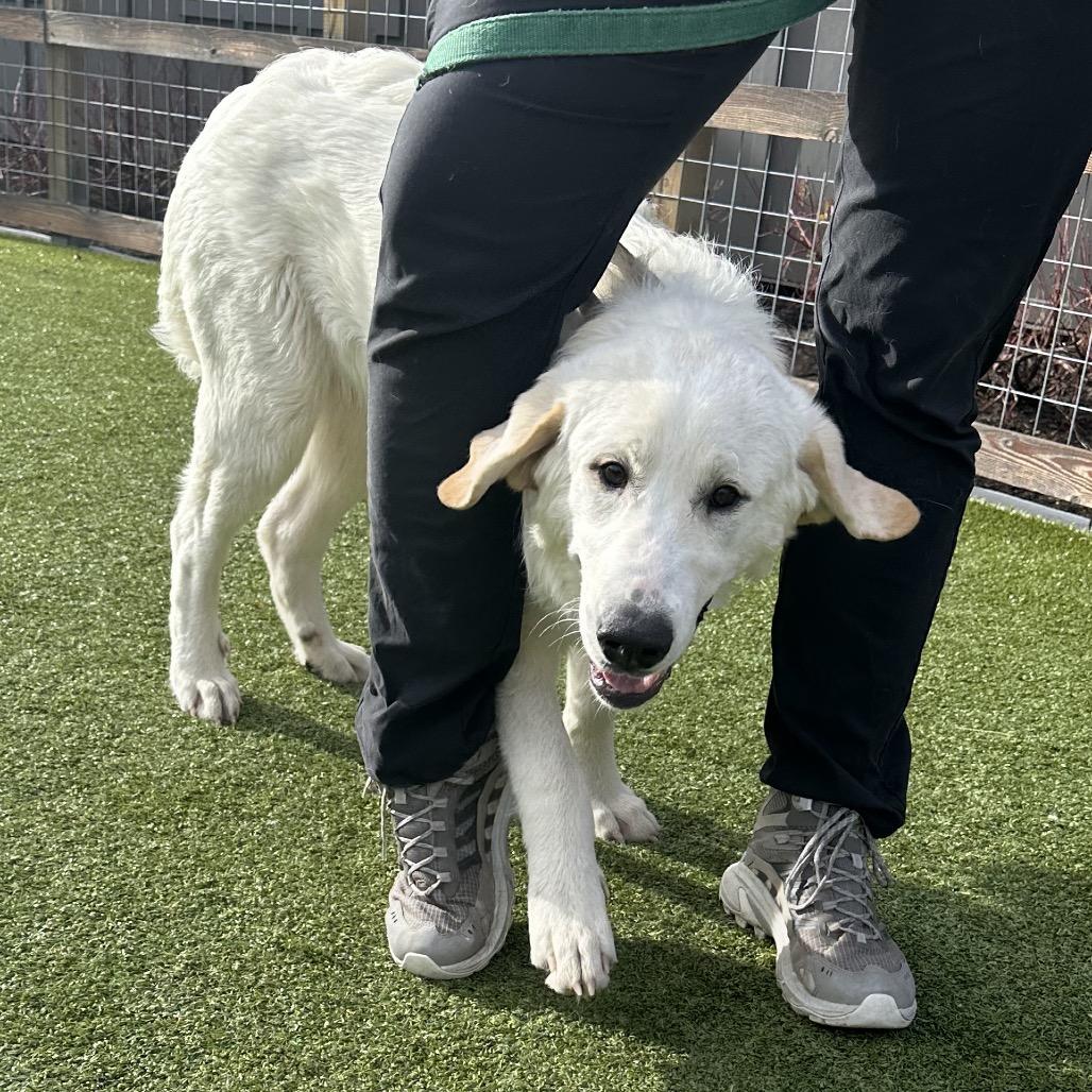 Misty, a Adoptable Mixed Breed in Hailey, ID image 5/6