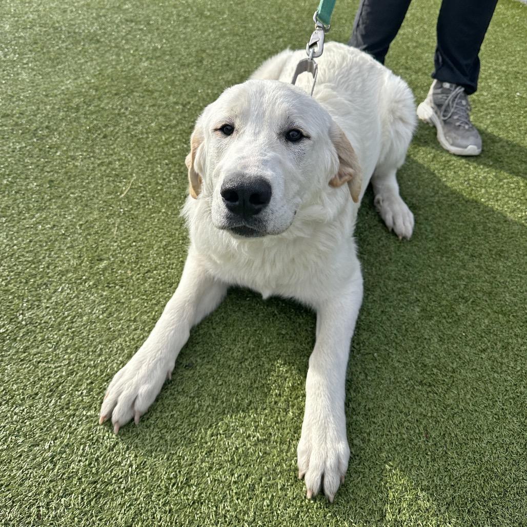 Misty, a Adoptable Mixed Breed in Hailey, ID image 6/6