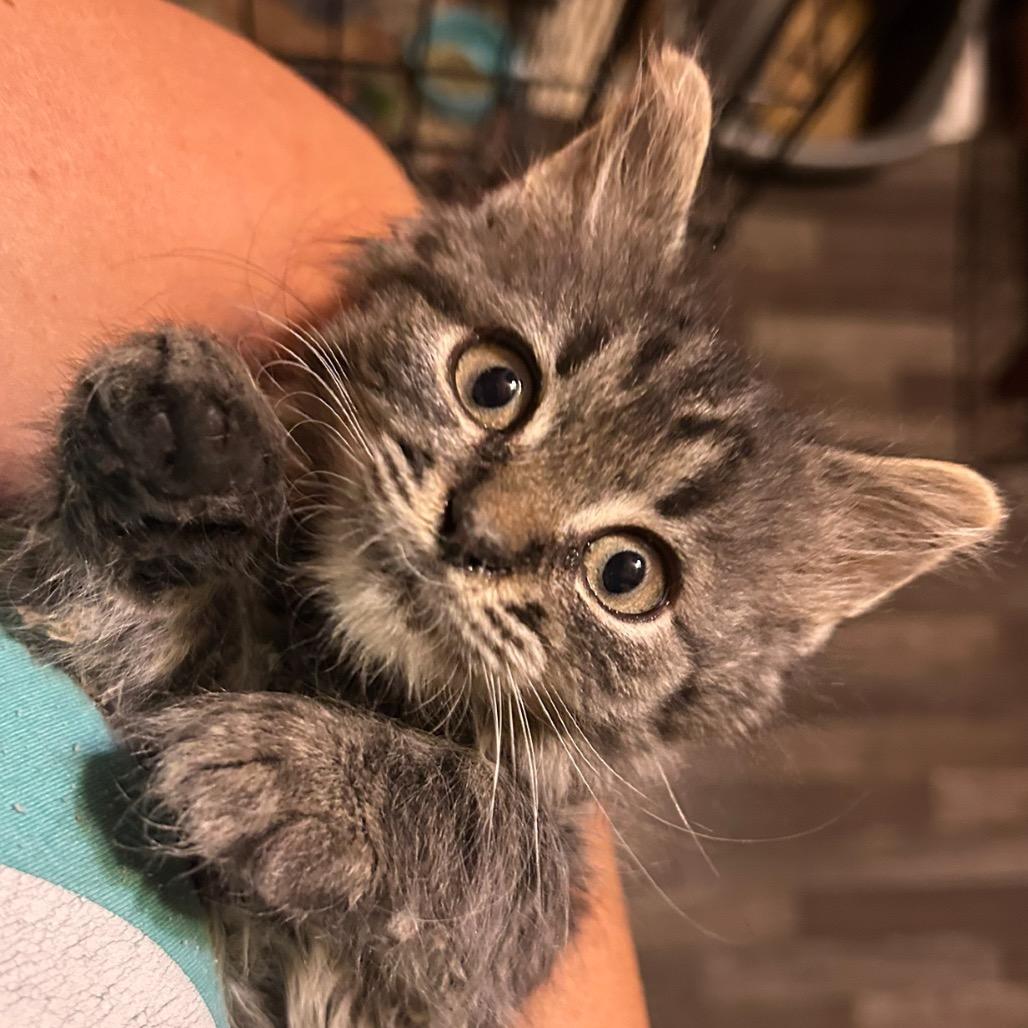 Mocha, Adoptable, Kitten Male Domestic Short Hair.