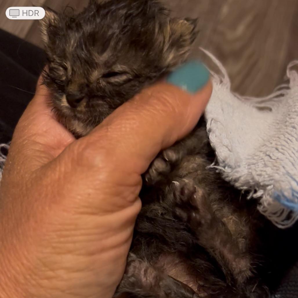 Mocha, a Adoptable Domestic Short Hair in Marion, IL image 4/4