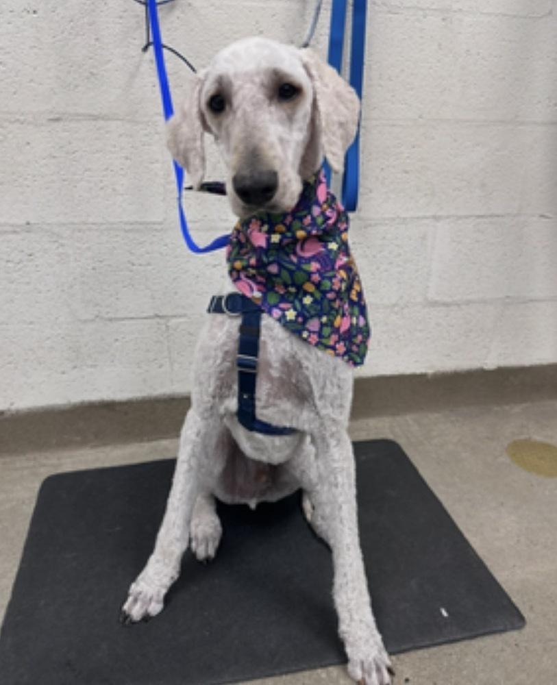Skipper, Adoptable, Adult Male Goldendoodle.