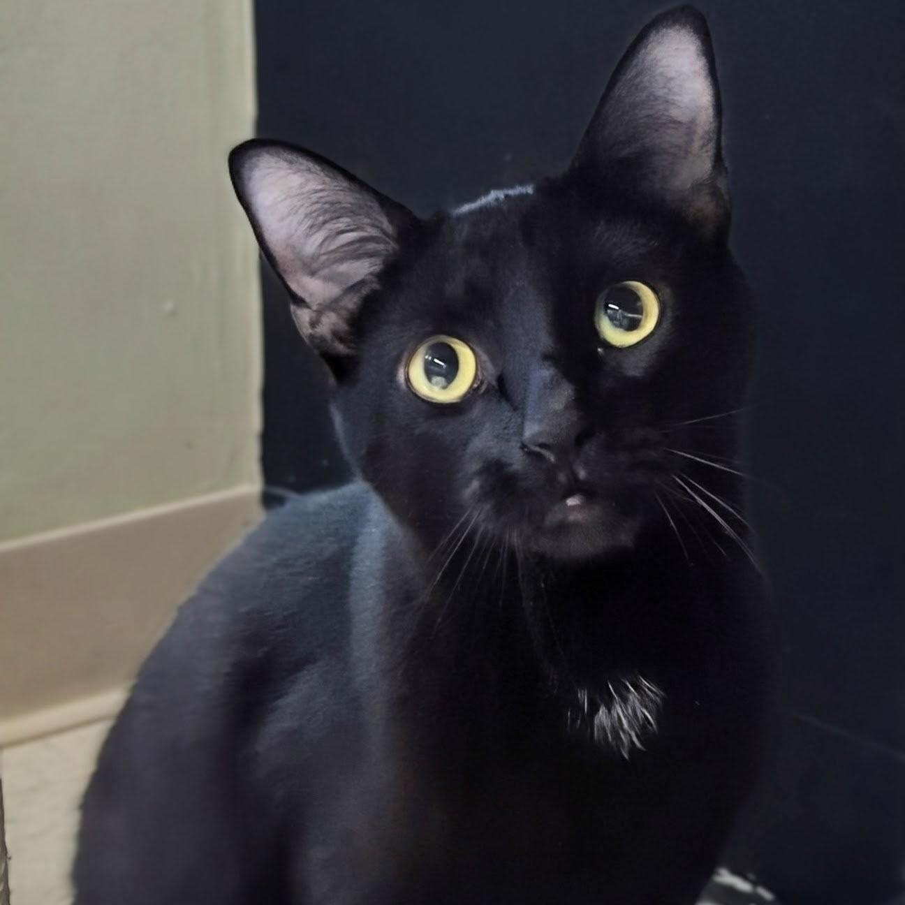 Mr. Bond, adoptable, Adult Male Domestic Short Hair.