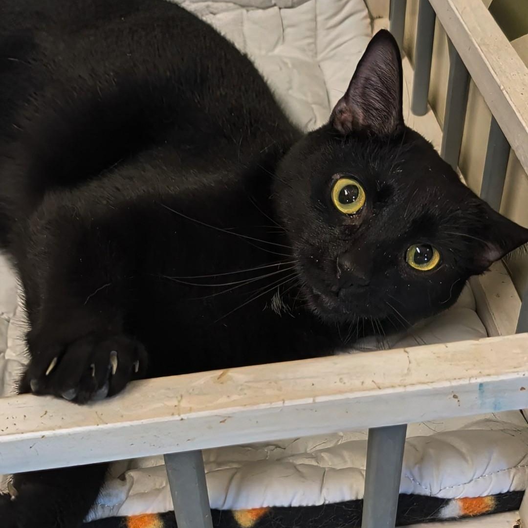 Enlarge Mr. Bond, an adoptable Domestic Short Hair in West Jefferson, OH image 5/6