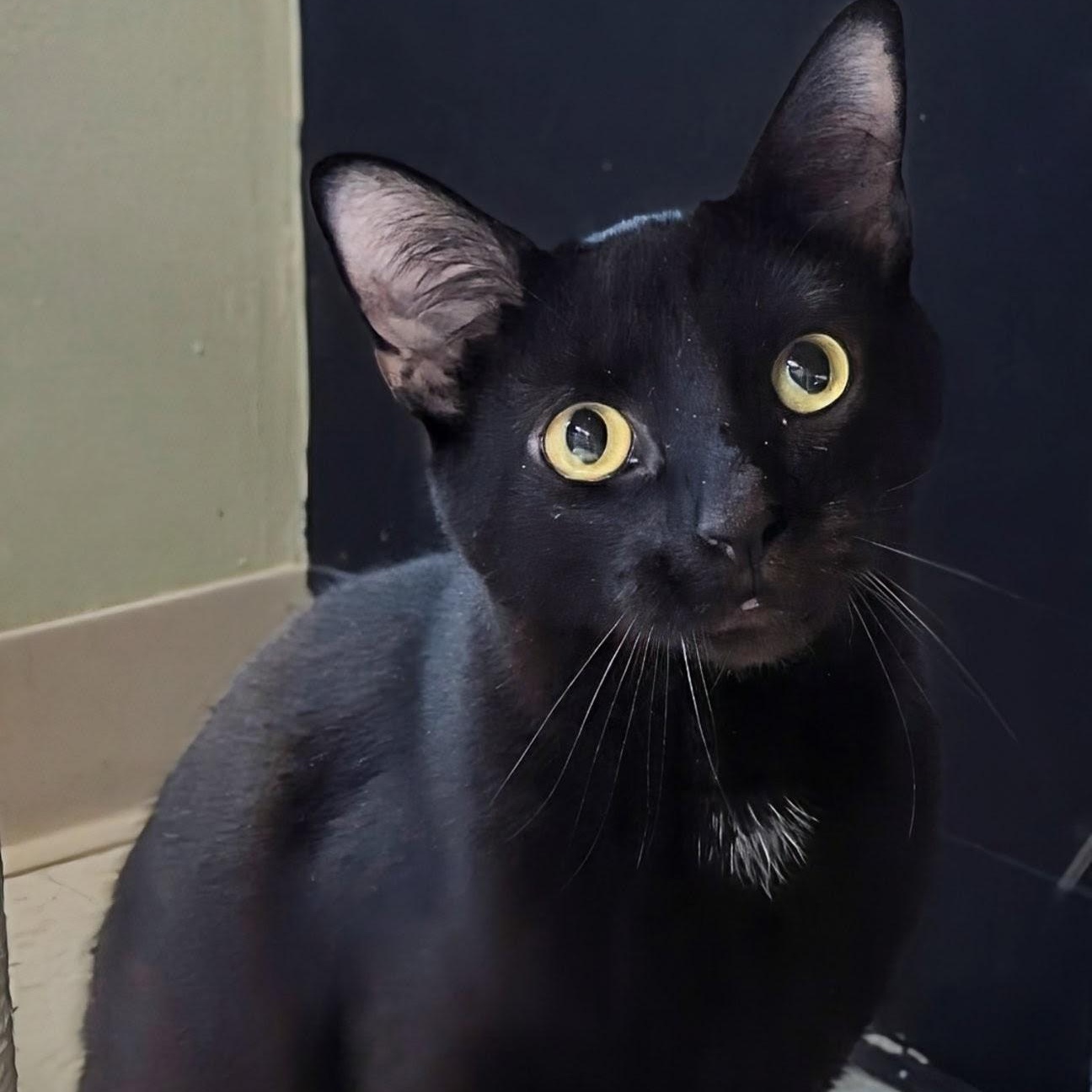 Enlarge Mr. Bond, an adoptable Domestic Short Hair in West Jefferson, OH image 2/6