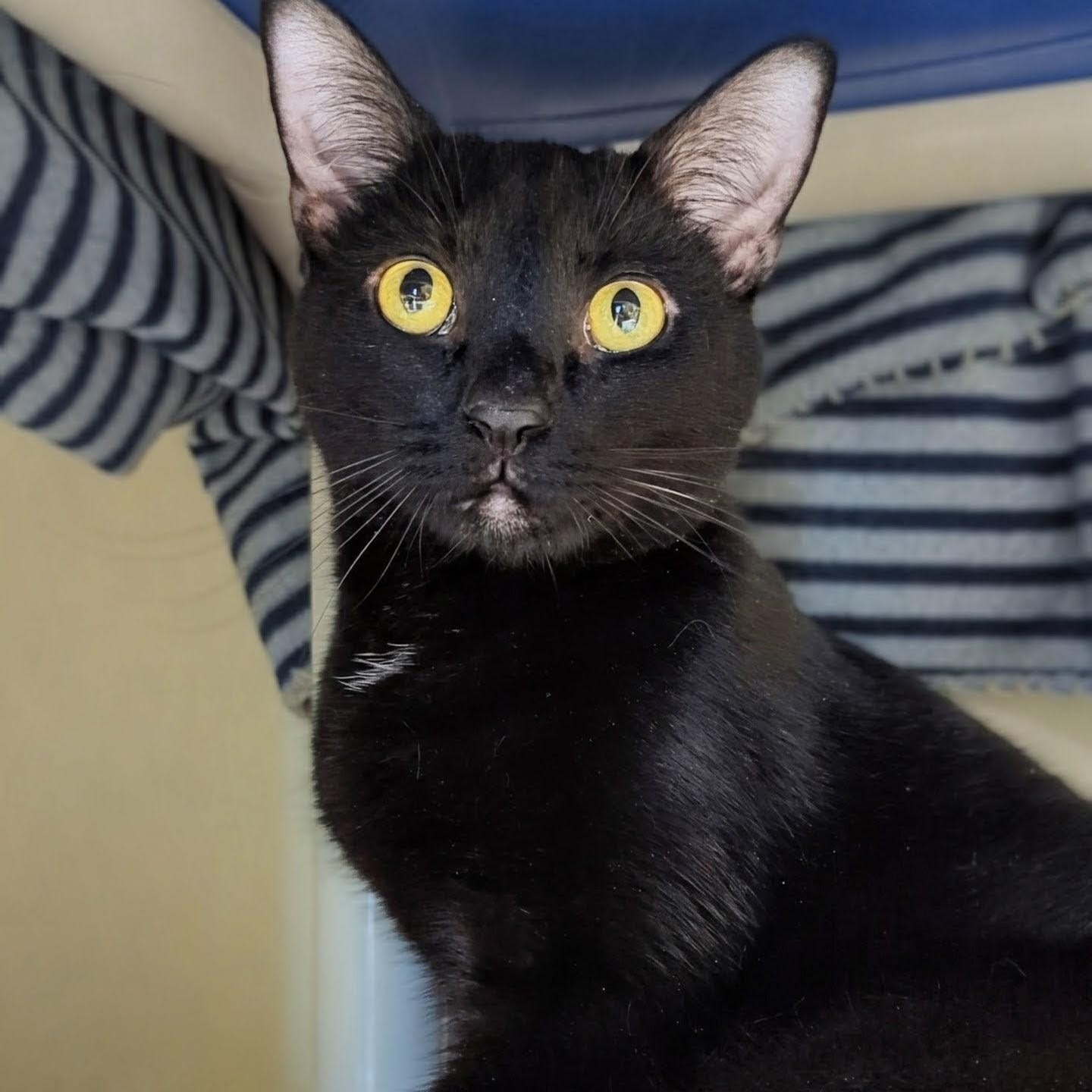 Enlarge Mr. Bond, an adoptable Domestic Short Hair in West Jefferson, OH image 3/6