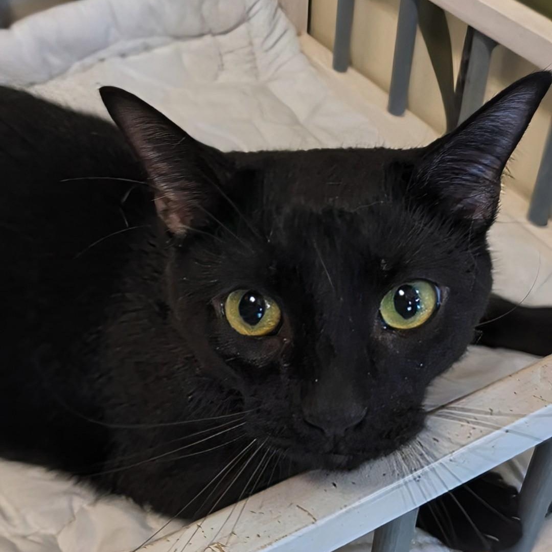 Enlarge Mr. Bond, an adoptable Domestic Short Hair in West Jefferson, OH image 6/6