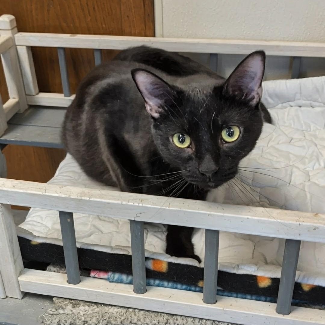 Enlarge Mr. Bond, an adoptable Domestic Short Hair in West Jefferson, OH image 4/6