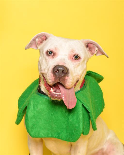 KELLY, Adoptable, Young Female American Staffordshire Terrier.