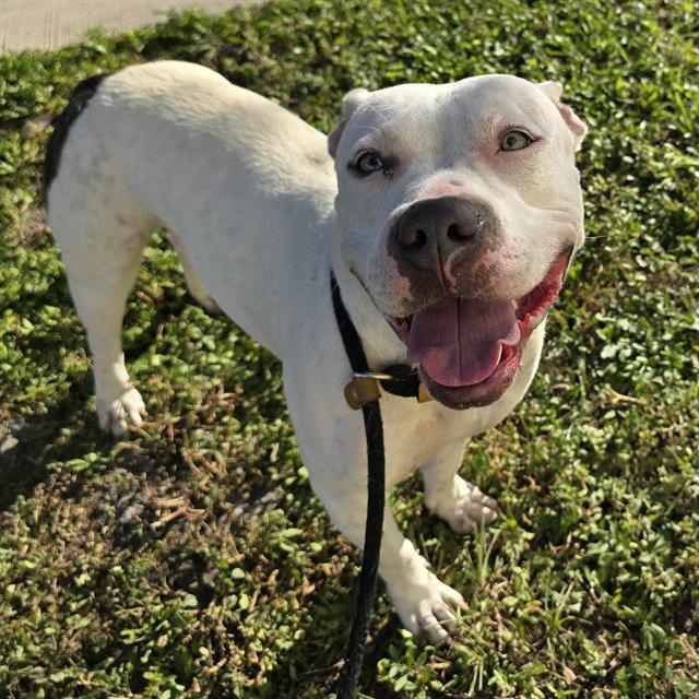 Enlarge KELLY, a Adoptable American Staffordshire Terrier in Fort Lauderdale, FL image 1/1