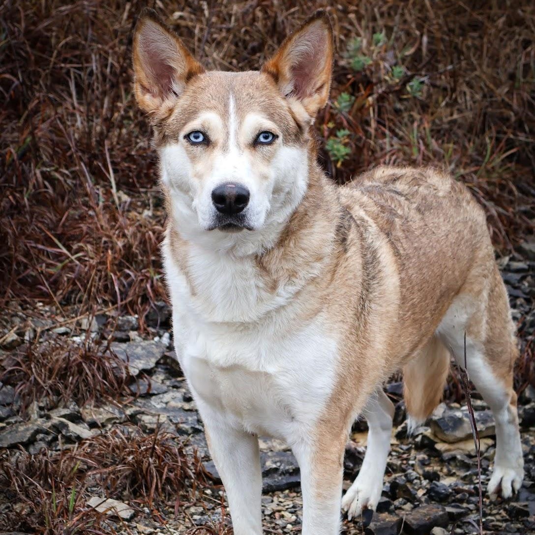 Enlarge Fudge, an adopted mixed breed in Hollister, MO image 1/4