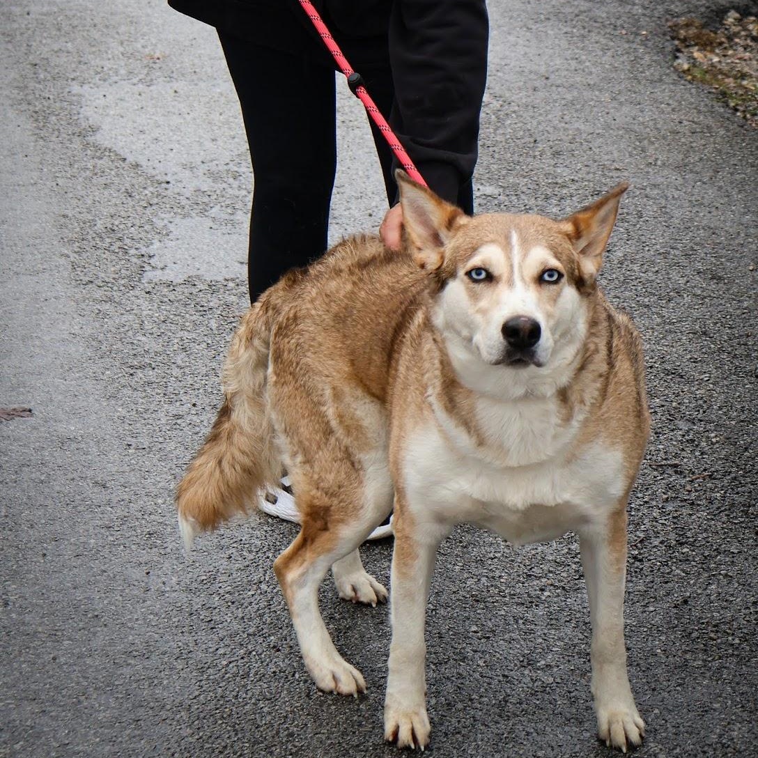 Enlarge Fudge, an adopted mixed breed in Hollister, MO image 2/4